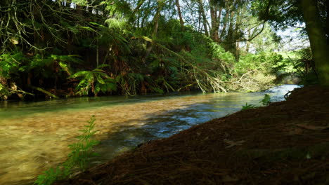 wide shot of the river in a forest at blue spring putaruru, new zealand