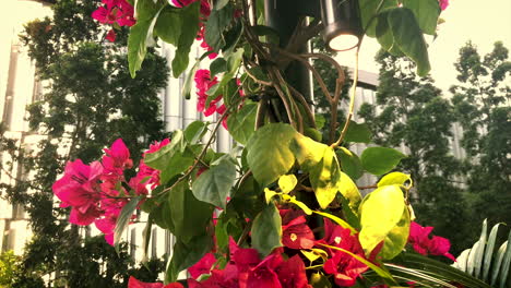 slow pan in on bougainvillea tree under warm light