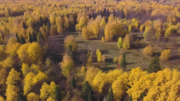 Осенний лес с воздуха