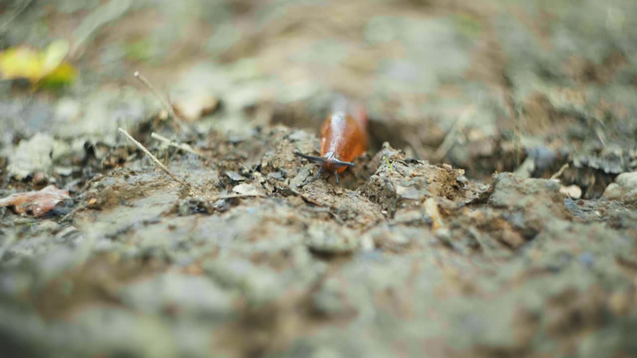 Close-up of a brown slug crawling on the ground