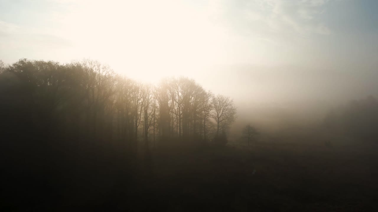 숲 위의 안개가 가득한 해가 뜨는 것
