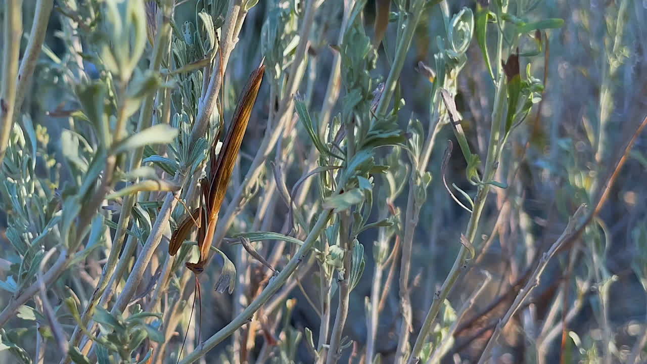macro insecto de primer plano: mantis orante encaramado en un arbusto de cepillo de salvia