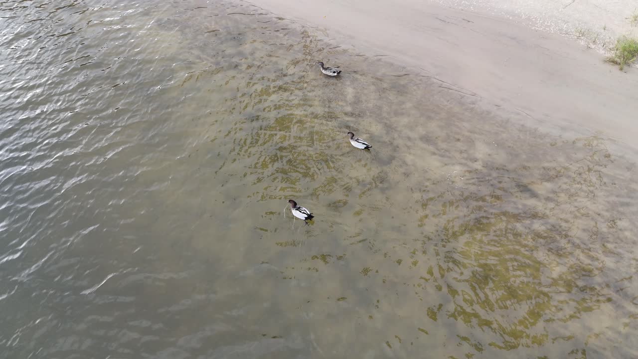 세 마리의 오리 들 이 조용 한 강 을 가로질러 미끄러져