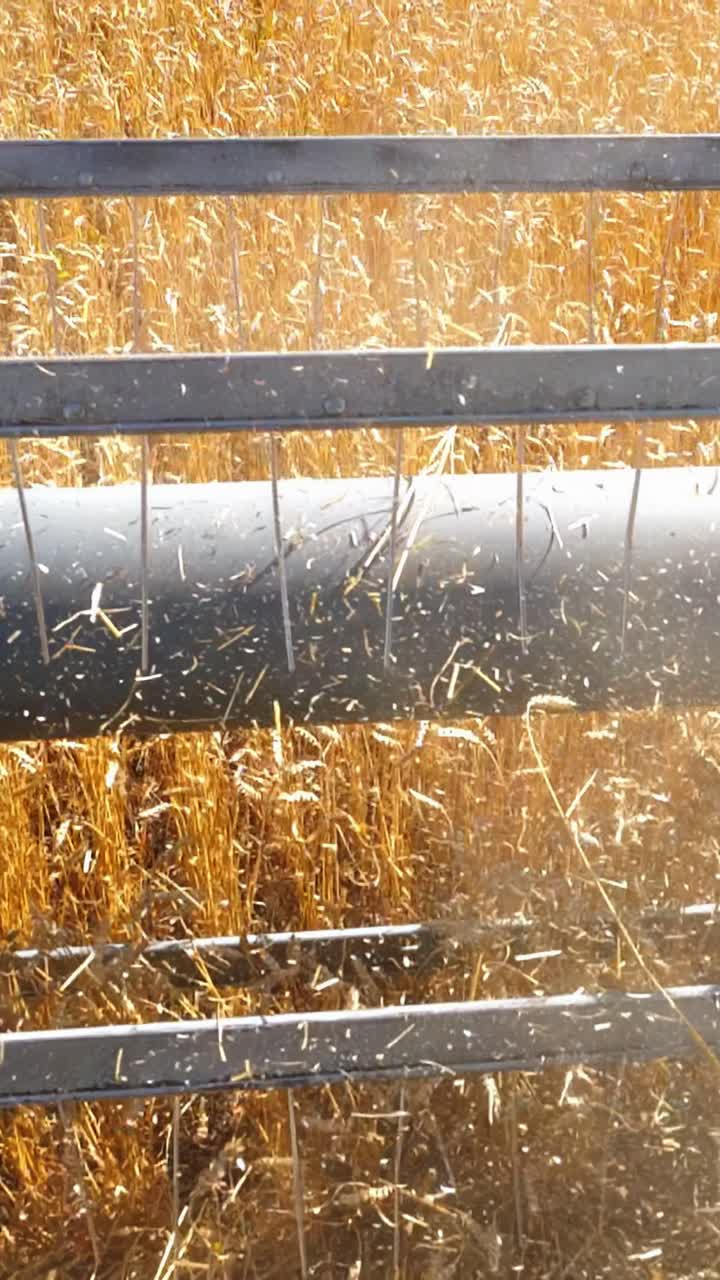 Agricultural machinery harvesting golden wheat in a sunlit field with vibrant textures and colors