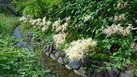 Weiße,-Wunderschöne-Büschel-Amaryllis-Am-Bach