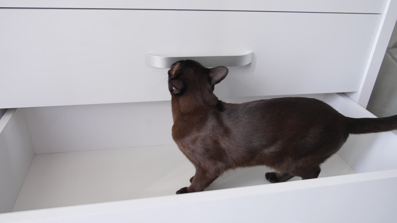 Domestic at standing in the empty drawer of the chest. Kitty exploring the piece of furniture. Close up.