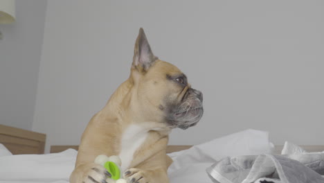 Side-View-Of-French-Bulldog-Resting-In-The-Bedroom---close-up