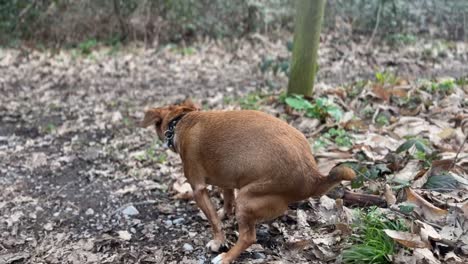 jack russel dog taking a poo in the english countryside