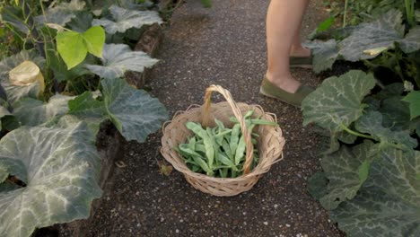 broad flat green beans in an organic vegetable garden