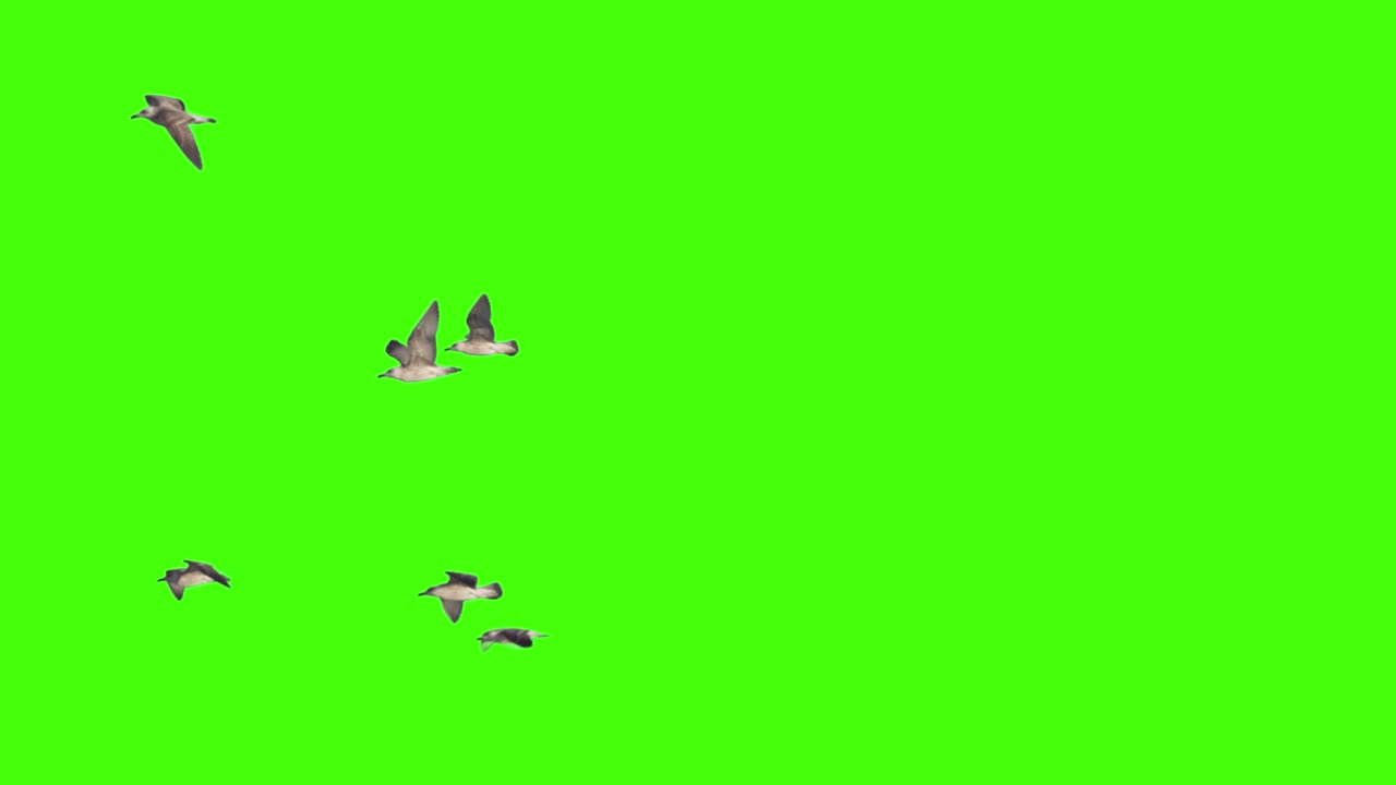 Flock f seagull flies on chroma key