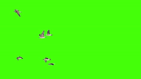 flock f seagull flies on chroma key