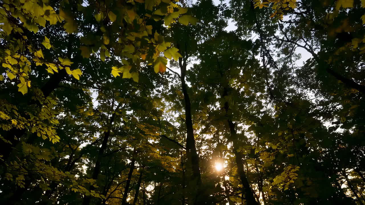 Sunlight and Silhouettes in a Forest Canopy