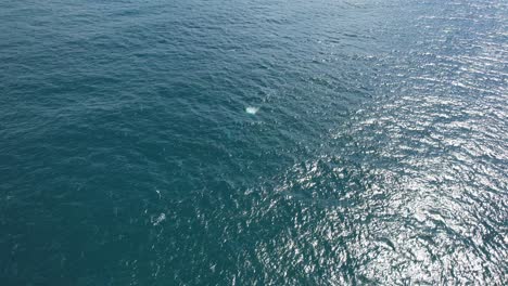 ocean with humpback whales swimming in new south wales, australia - aerial shot