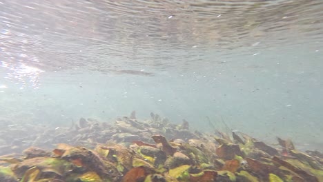 underwater riverbed with aquatic plants