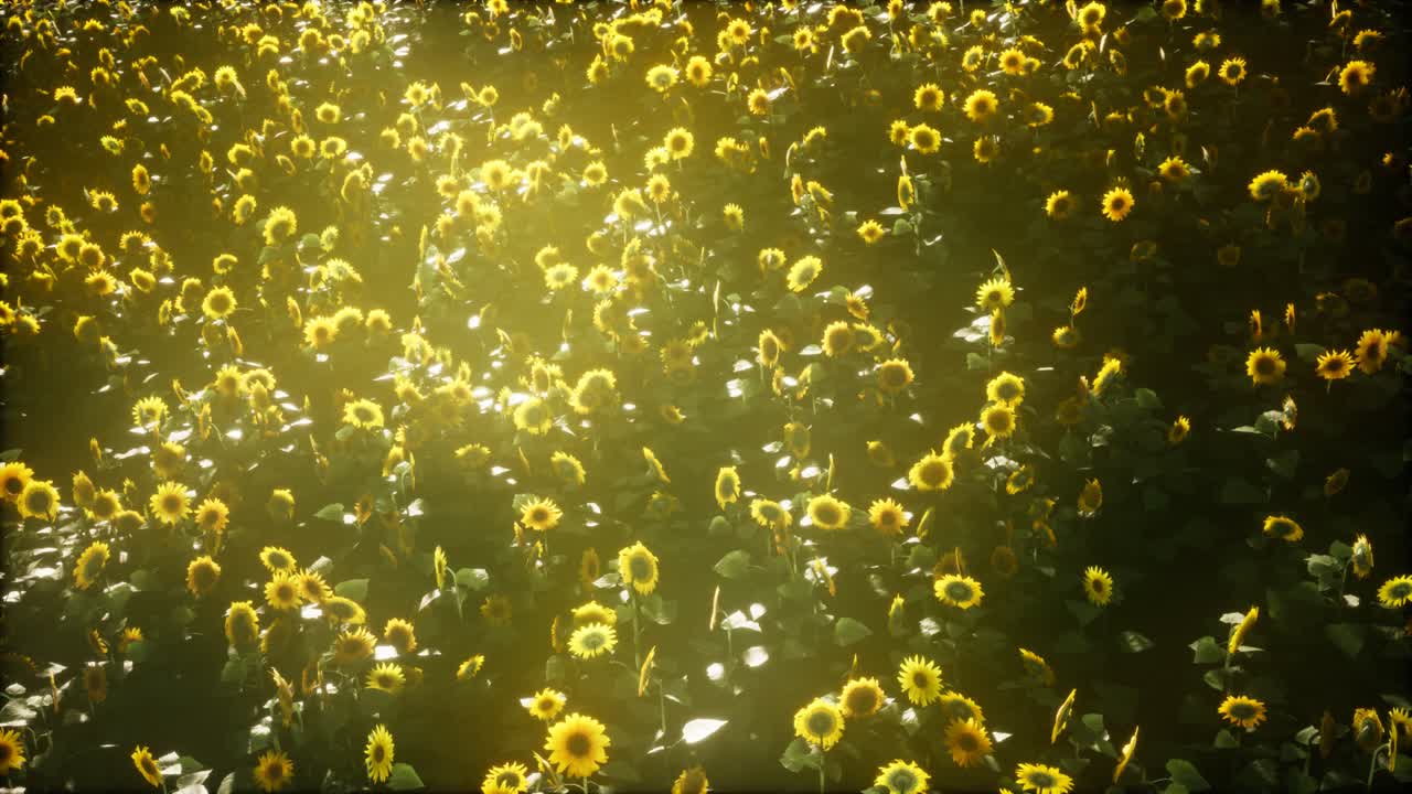 텍사스 해가 지는 아름다운  ⁇ 꽃과 구름