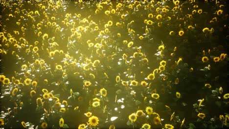 hermosos girasoles y nubes en una puesta de sol de texas