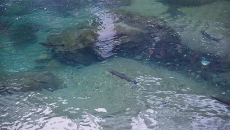 trout swimming in pristine waters of ginzan onsen in the mountains of japan