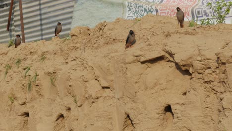 bank mynas birds standing on sand wall at day time, stable shot, 4k.