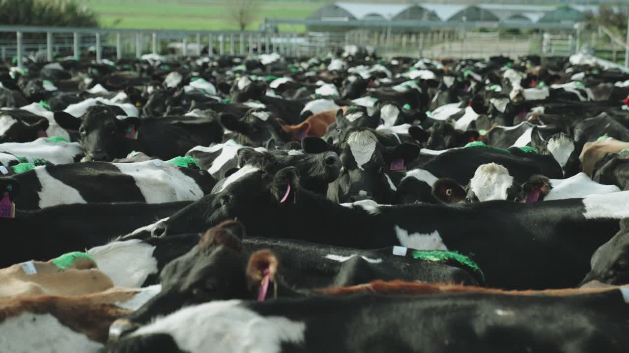 A dense cluster of dairy cows huddle together in a metal holding pen, their bodies pressed close, hooves shifting on concrete as they await the mechanical rhythm of the milking process
