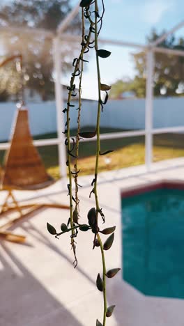 string of beads plant hanging by a pool