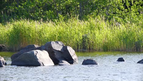 Seagull-guarding-offspring-on-rock-in-the-water,-flying-away-to-catch-food,-Slow-motion-long-shot-STATIC