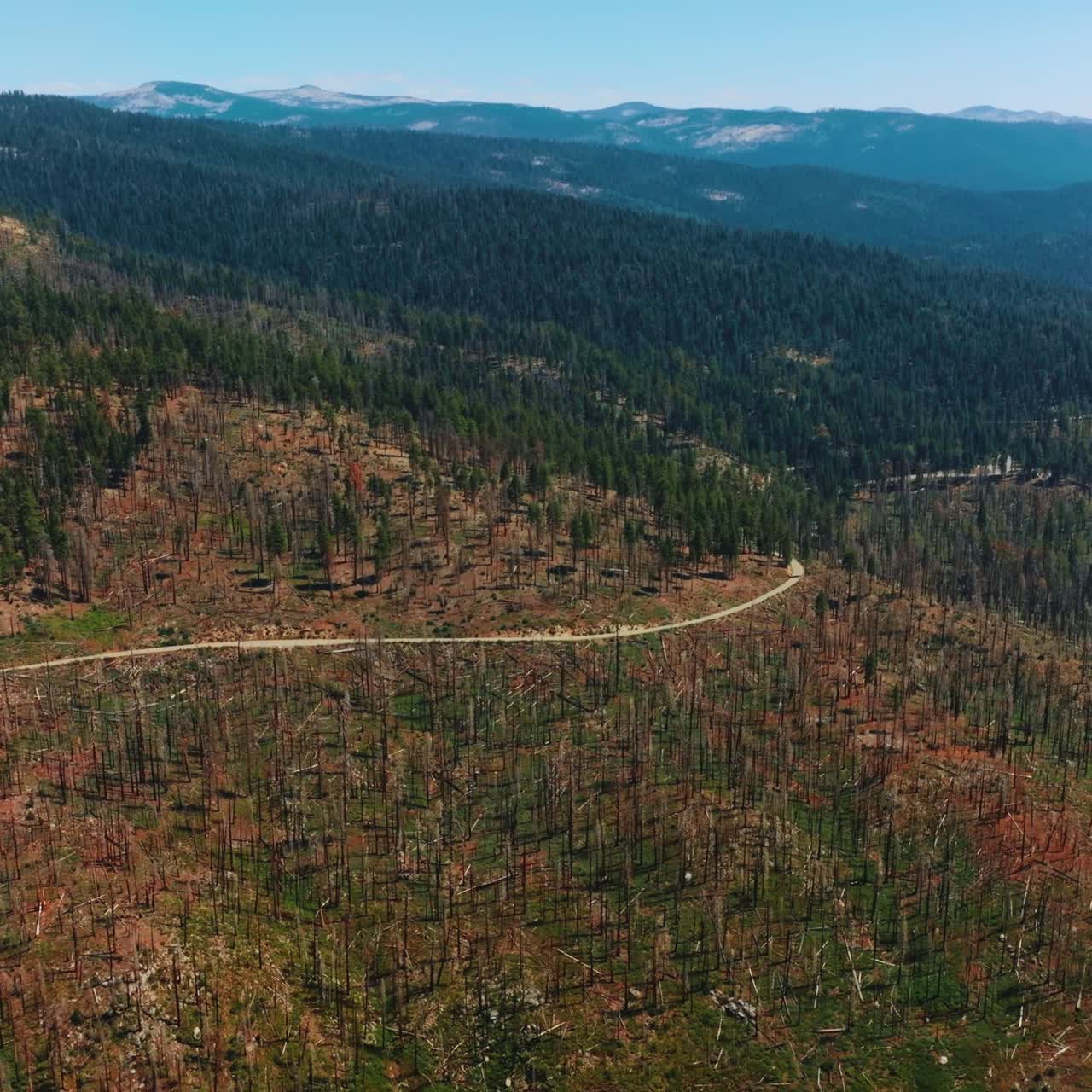 Wooded mountains covered with pine trees and trunks from trees. Sunny day footage over the rocky landscape in Yosemite National Park, USA