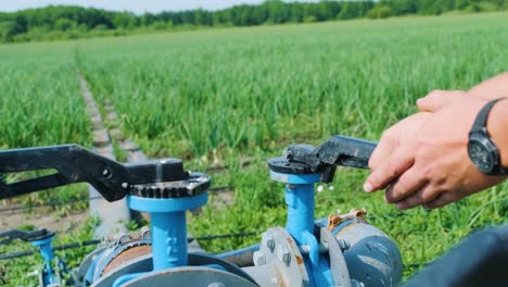 sistema de riego por goteo. sistema de riegado por goteo que ahorra agua que se utiliza en un campo de zanahorias jóvenes. trabajador abre el grifo.