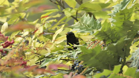 Hermoso-Mirlo-Comiendo-Bayas-En-Un-árbol-Durante-La-Primavera-Montpellier