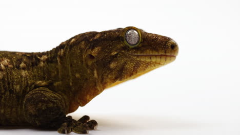 tokay gecko side profile - isolated against white background