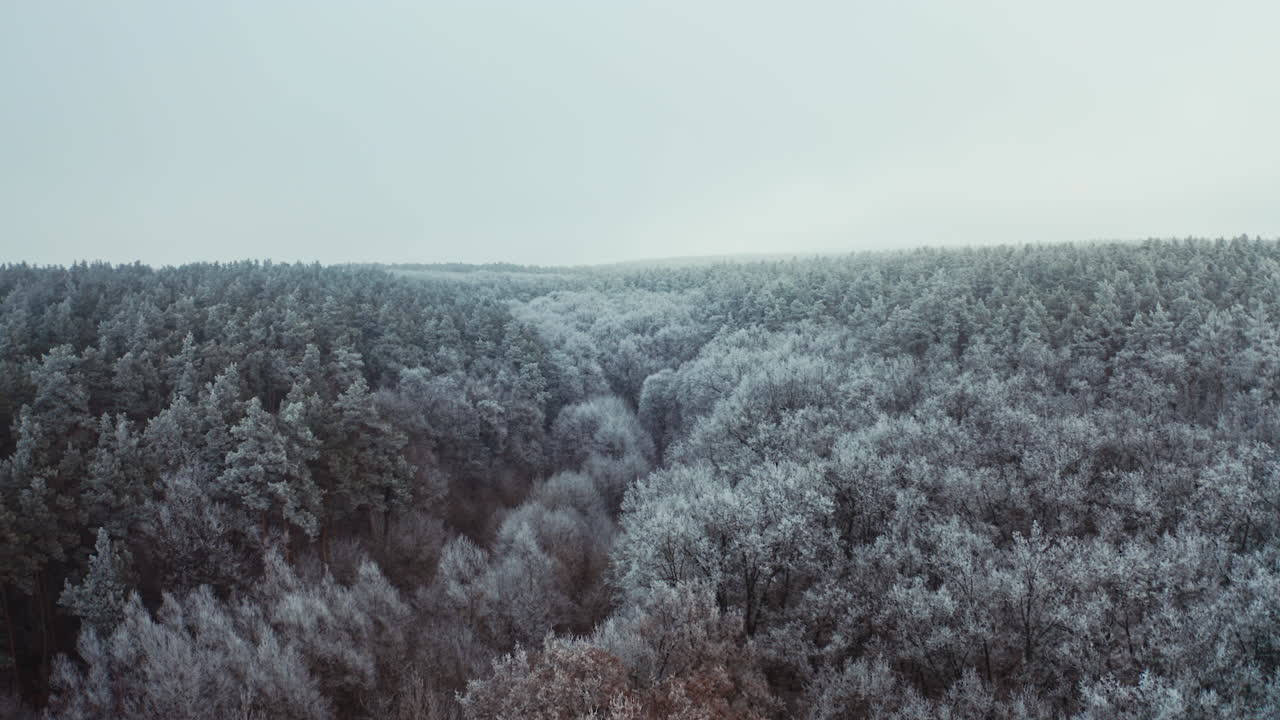 Snowy forest in winter. Top view of beautiful trees covered with white snow. Motion camera back and rising up. Aerial view.