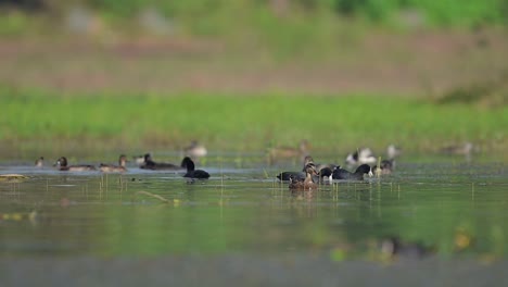 Flock-of-Ducks-feeding-in-Morning