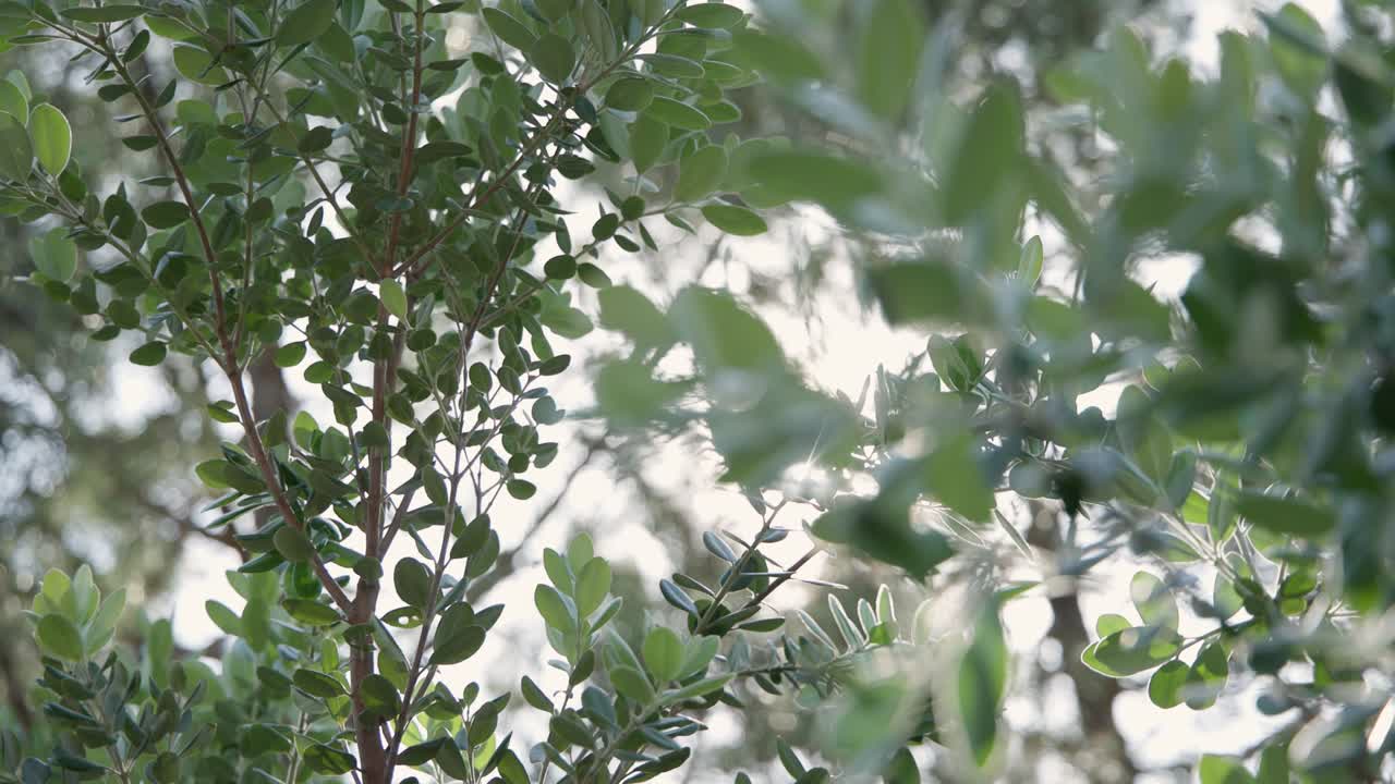 - 잎을 통해 빛 - 근접 - 4k 29.97 fps - 캐논 r5c에서 촬영