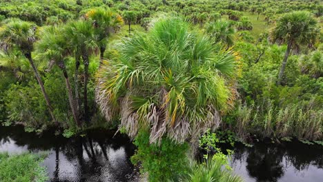 Palm-trees-and-tropical-plants-in-Everglades-swamp-landscape