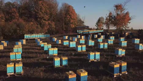 honey bee hives in the autumn apple orchard honey bee hives in the autumn apple orchard aerial view