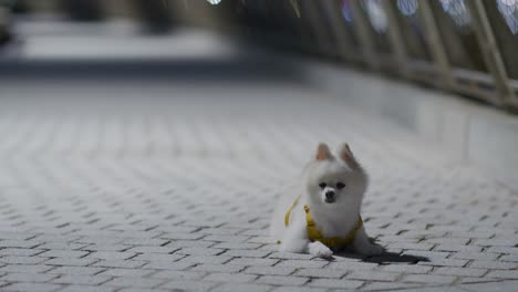 chien de poméranie blanc dans la rue