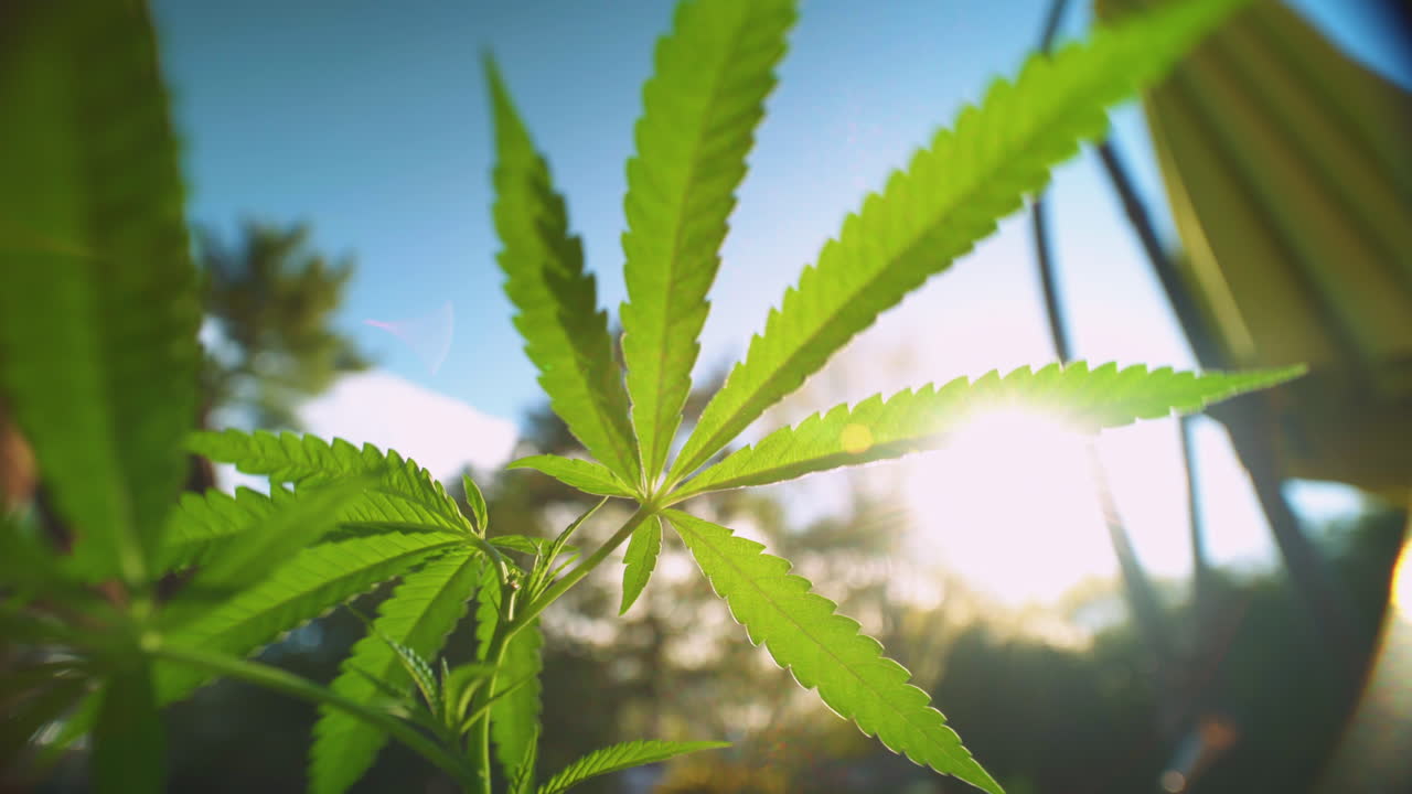 해가 배경으로 지기 시작하면서 마리화나 잎사귀를 부는 바람