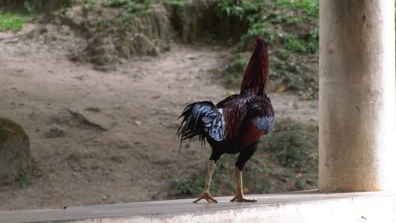 primer plano sobre un gallo curioso confiado caminando sobre un banco de madera en el jardín