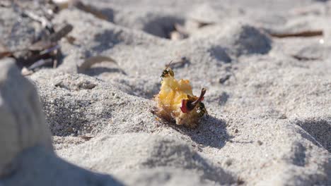 two wasps fight over left over apple fruit on a sand beach