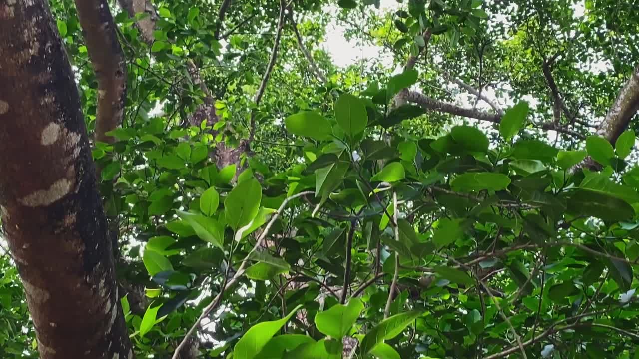 Banyan tropical evergreen fig tree worshipped as a temple, religious landmark
