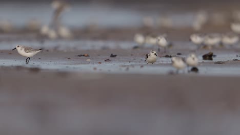 snowy plovers on the shore