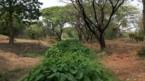 a lush green pathway flanked by trees and dry ground