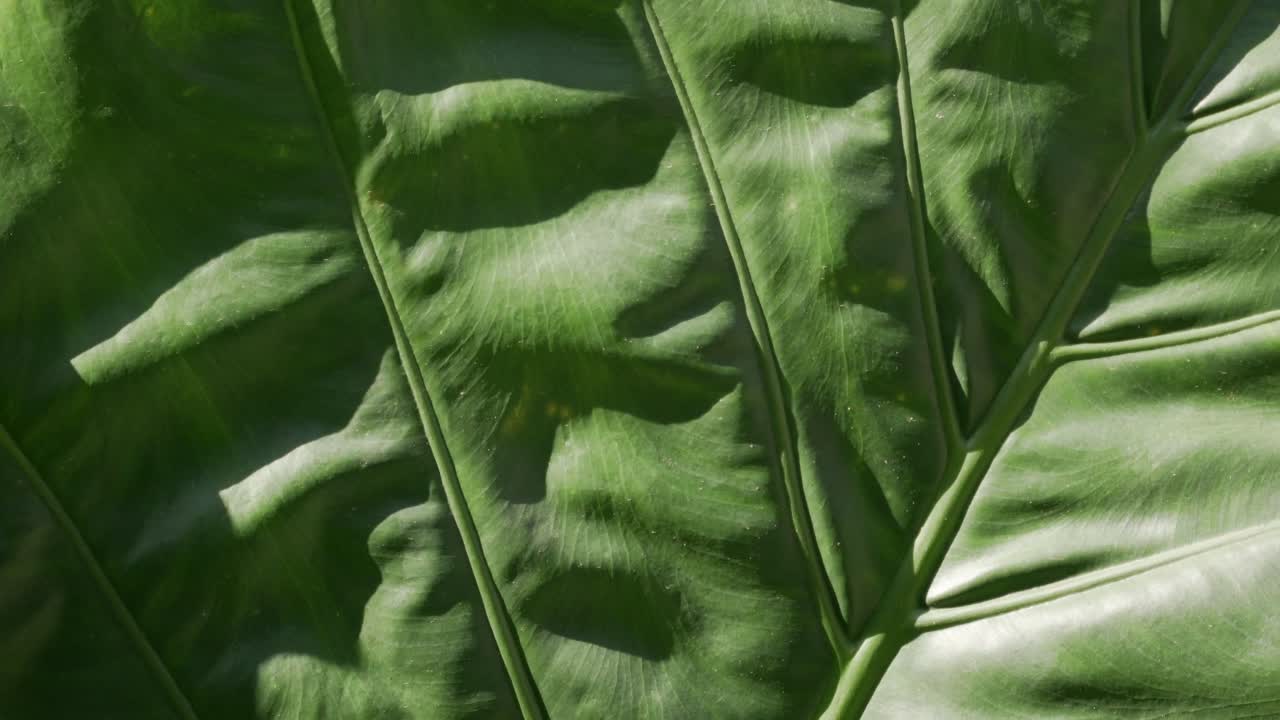 Trooppinen filippiiniläinen lehti heilumassa tuulessa.