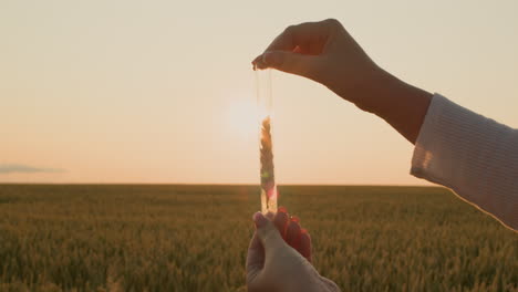 The-agronomist-holds-a-flask-with-an-ear-of-wheat.-Breeding-new-varieties-concept