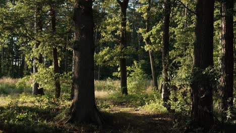 path in beautiful forest gentle breeze moves the