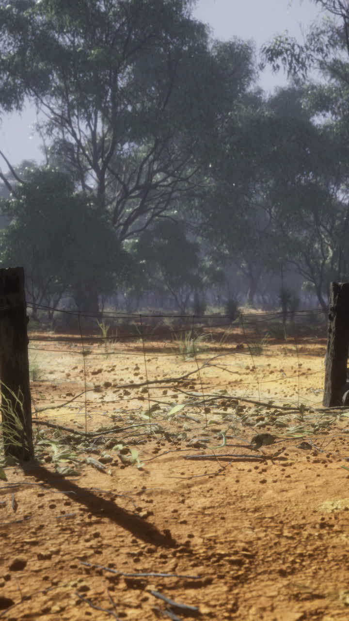 With sparse trees casting long shadows the dry ground