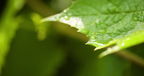 water drops on leaf surface