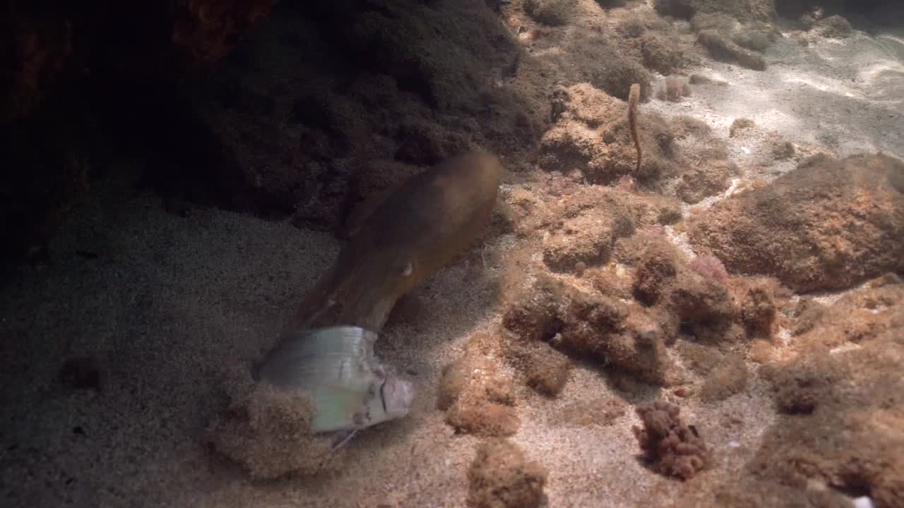 European cuttlefish holds a fish then suddenly releases it and escapes. Captured in the Mediterranean Sea showing natural predator prey behavior. known as European common cuttlefish, Sepia officinalis