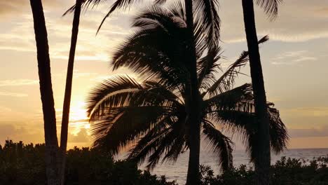 sunrise over the ocean with palm trees