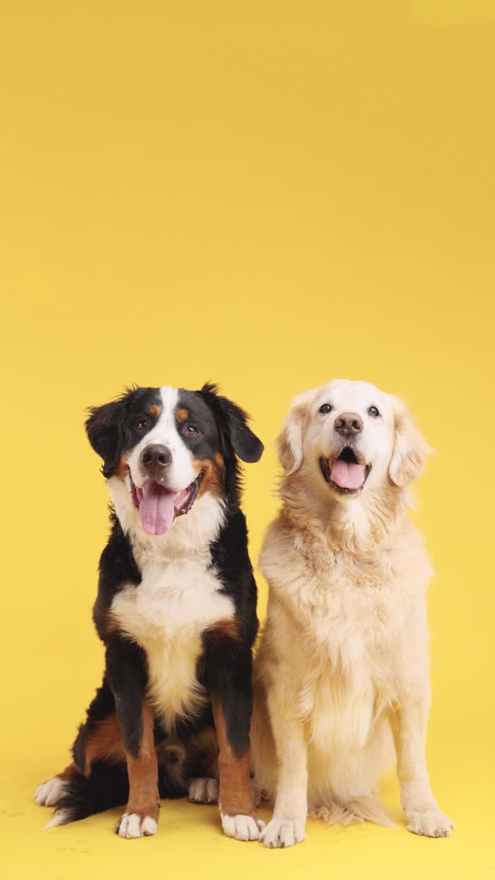 Two Friendly Dogs on Yellow Background