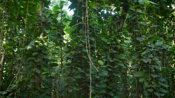 Ripresa panoramica attraverso una fitta giungla o la volta di una foresta pluviale 4